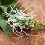 7 Manfaat Daun Kumis Kucing yang Paling Dicari: Solusi Herbal untuk Ginjal dan Asam Urat