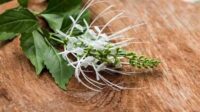7 Manfaat Daun Kumis Kucing yang Paling Dicari: Solusi Herbal untuk Ginjal dan Asam Urat