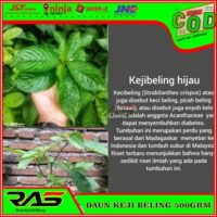 7 Manfaat Daun Kiji Beling (Pecah Beling) yang Menakjubkan untuk Kesehatan