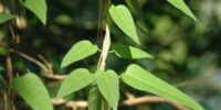 Manfaat Daun Sembukan (Paederia foetida): Rahasia Alami Kesehatan Pencernaan