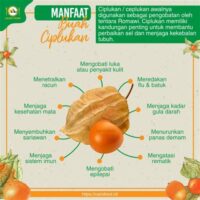 7 Manfaat Buah Ciplukan (Physalis) yang Luar Biasa untuk Kesehatan